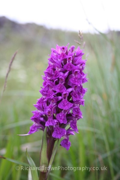 photo of Northern Marsh Orchid